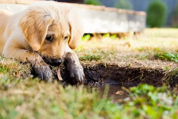 there's no fish in here!