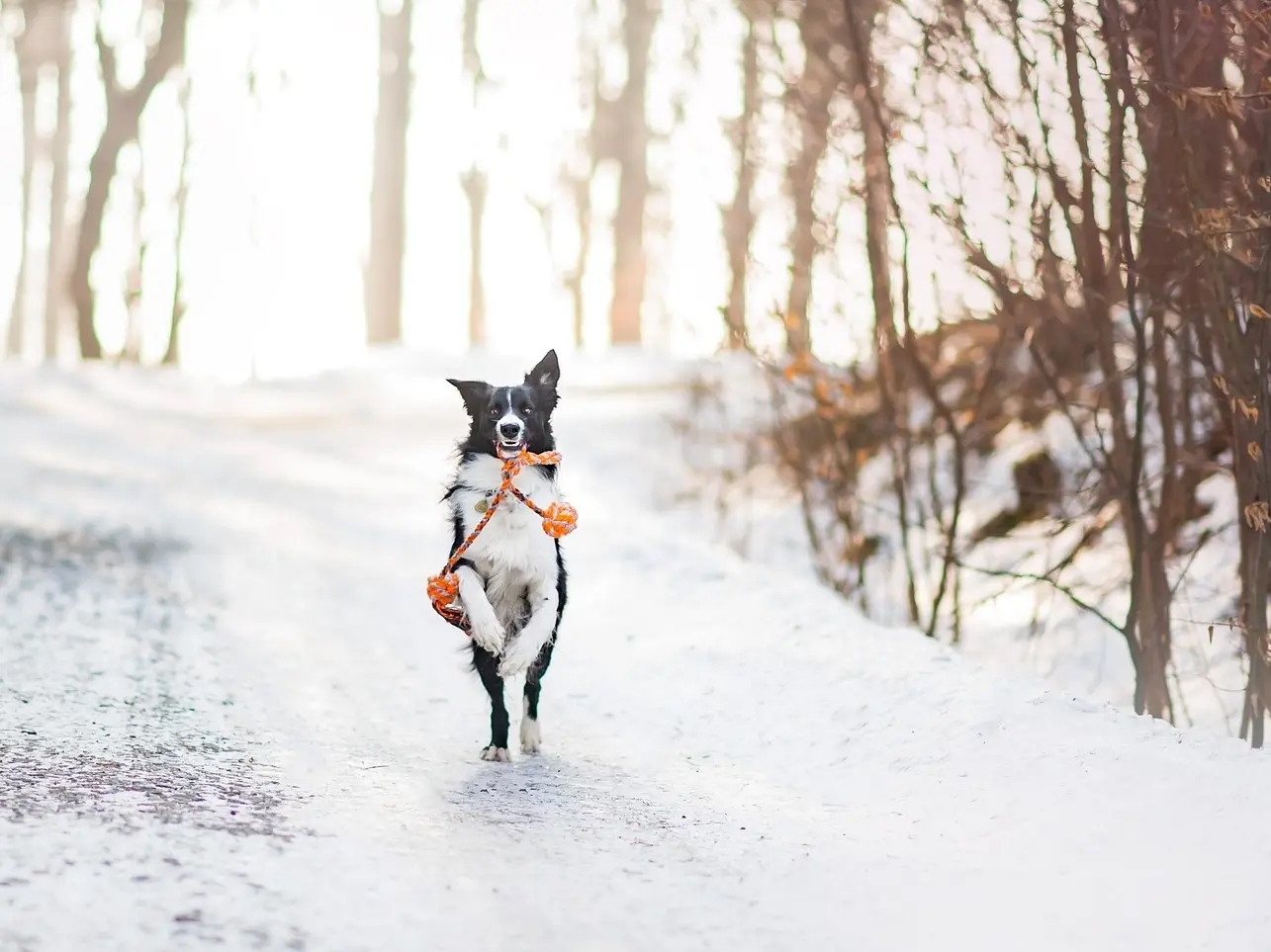About Dog Walks