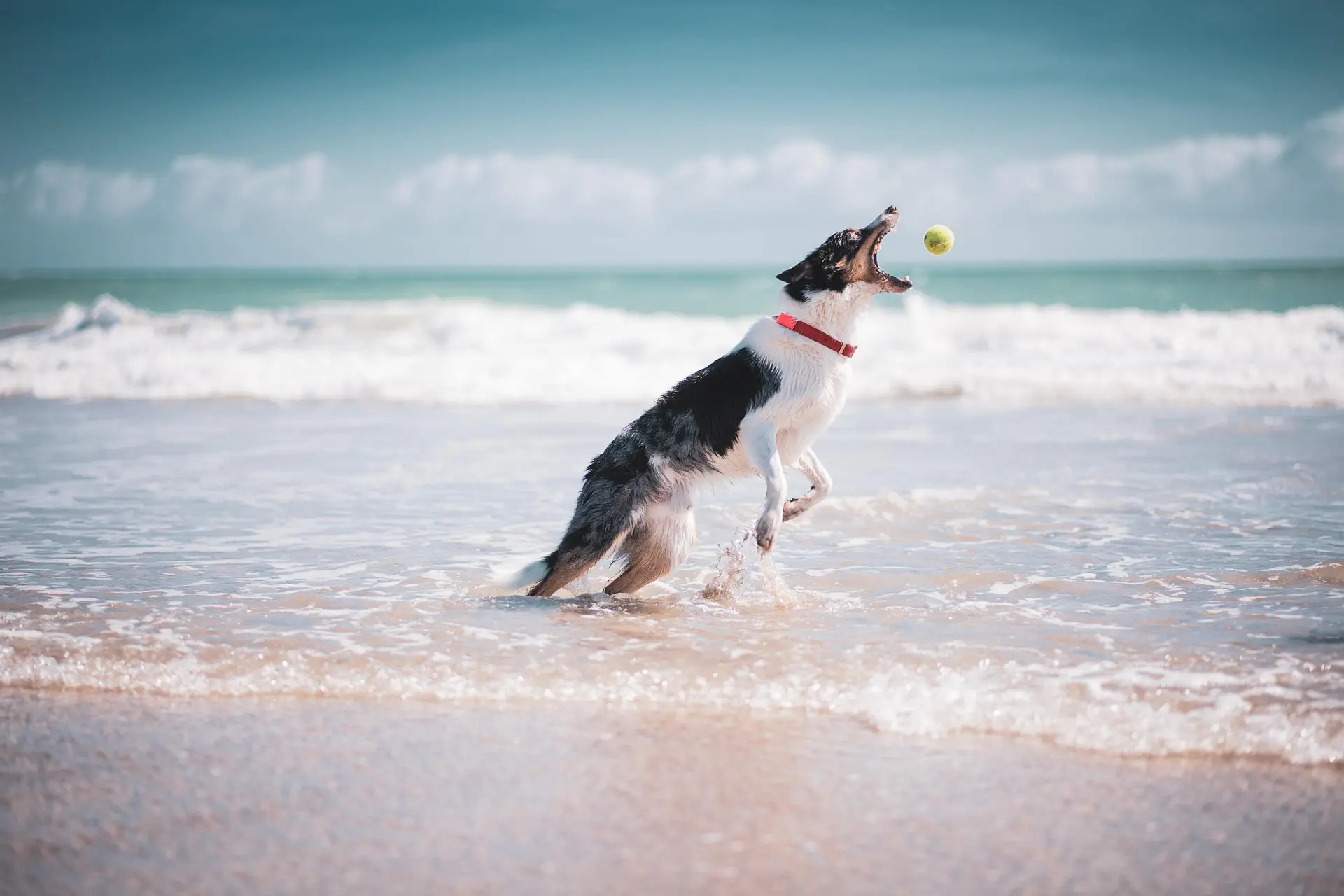 Contact Dog Walks