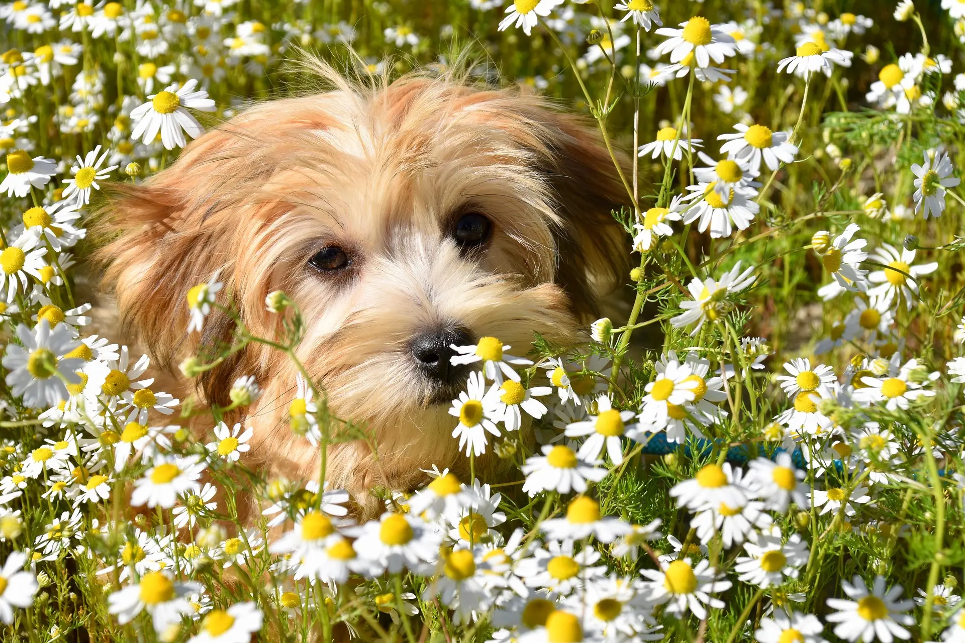 Dog Walking Services